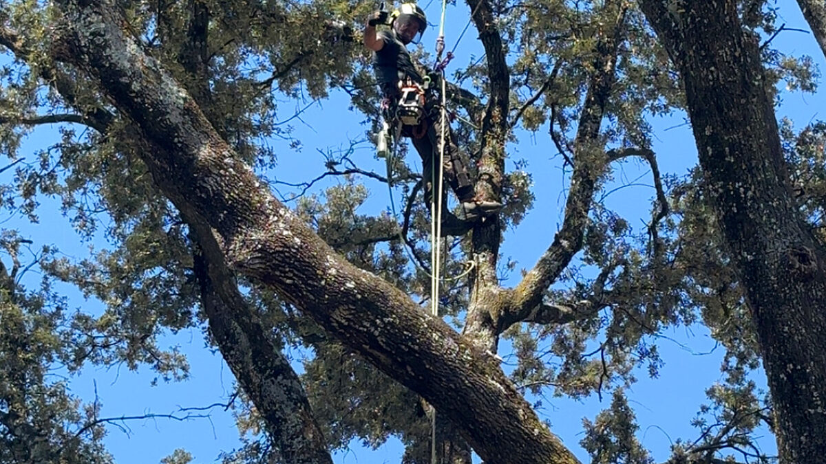Élagage chêne arboriste Var 83