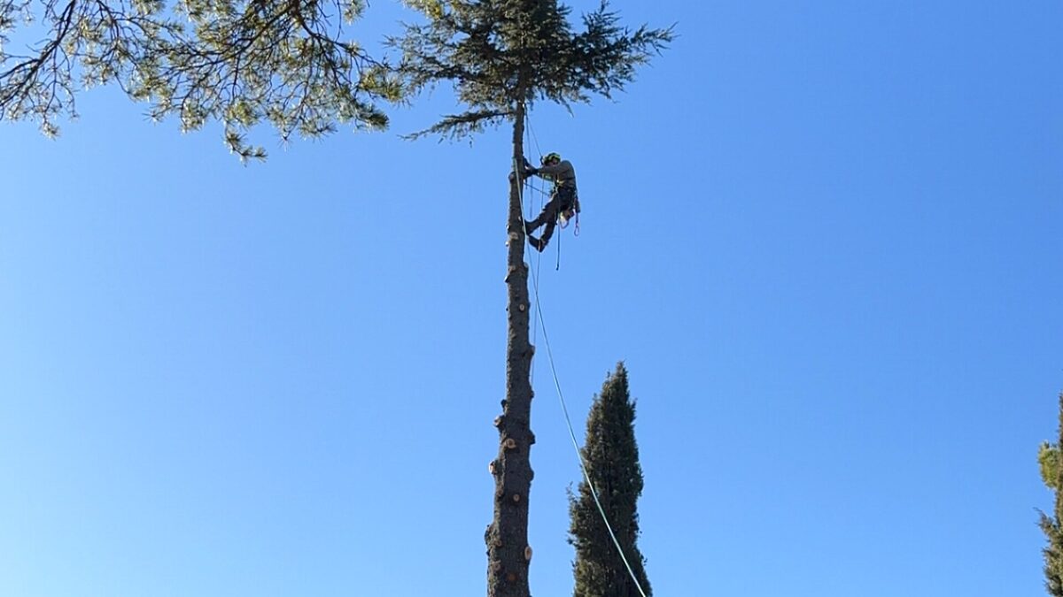 Élagage arbre dénudé ciel bleu Var