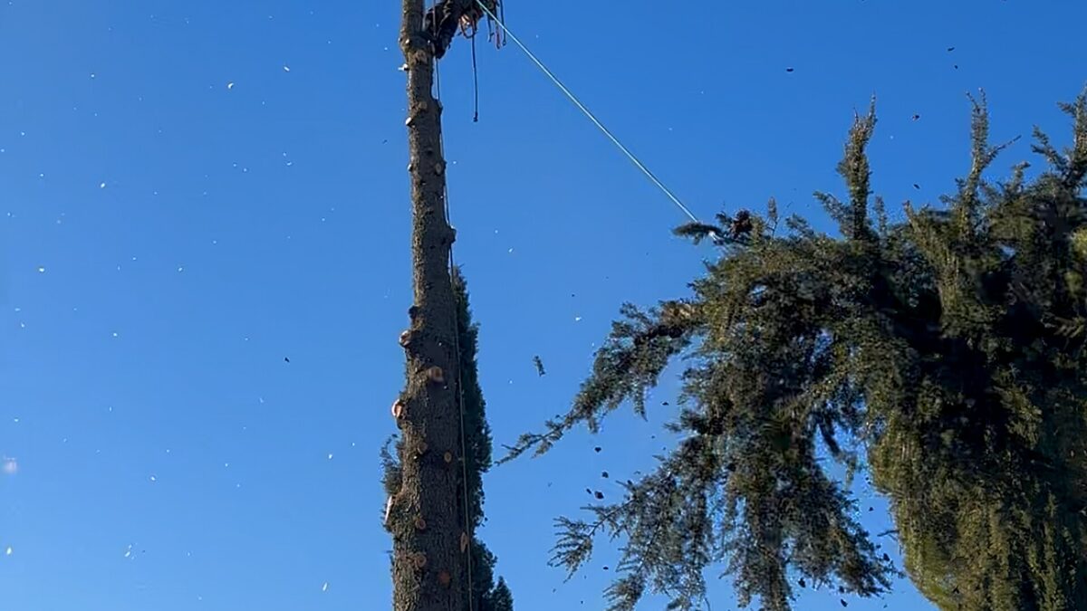 Élagage copeaux ciel bleu Var 83